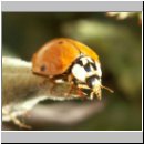 Harmonia axyridis - Asiatischer Marienkaefer 28.jpg